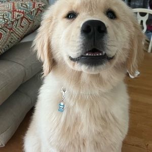 🐠🐠Pet collar charm